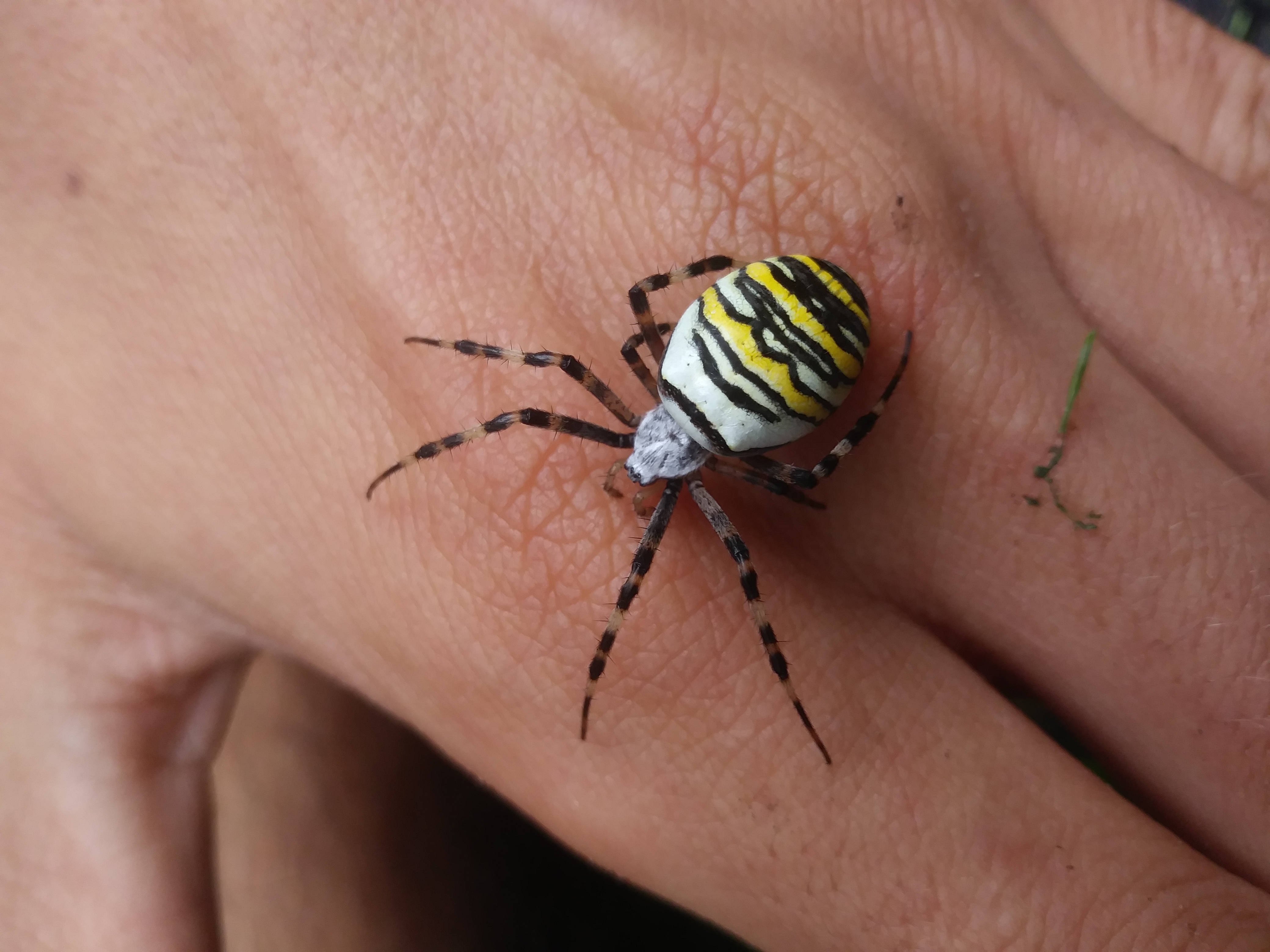 araña tigre, argiope bruennichi