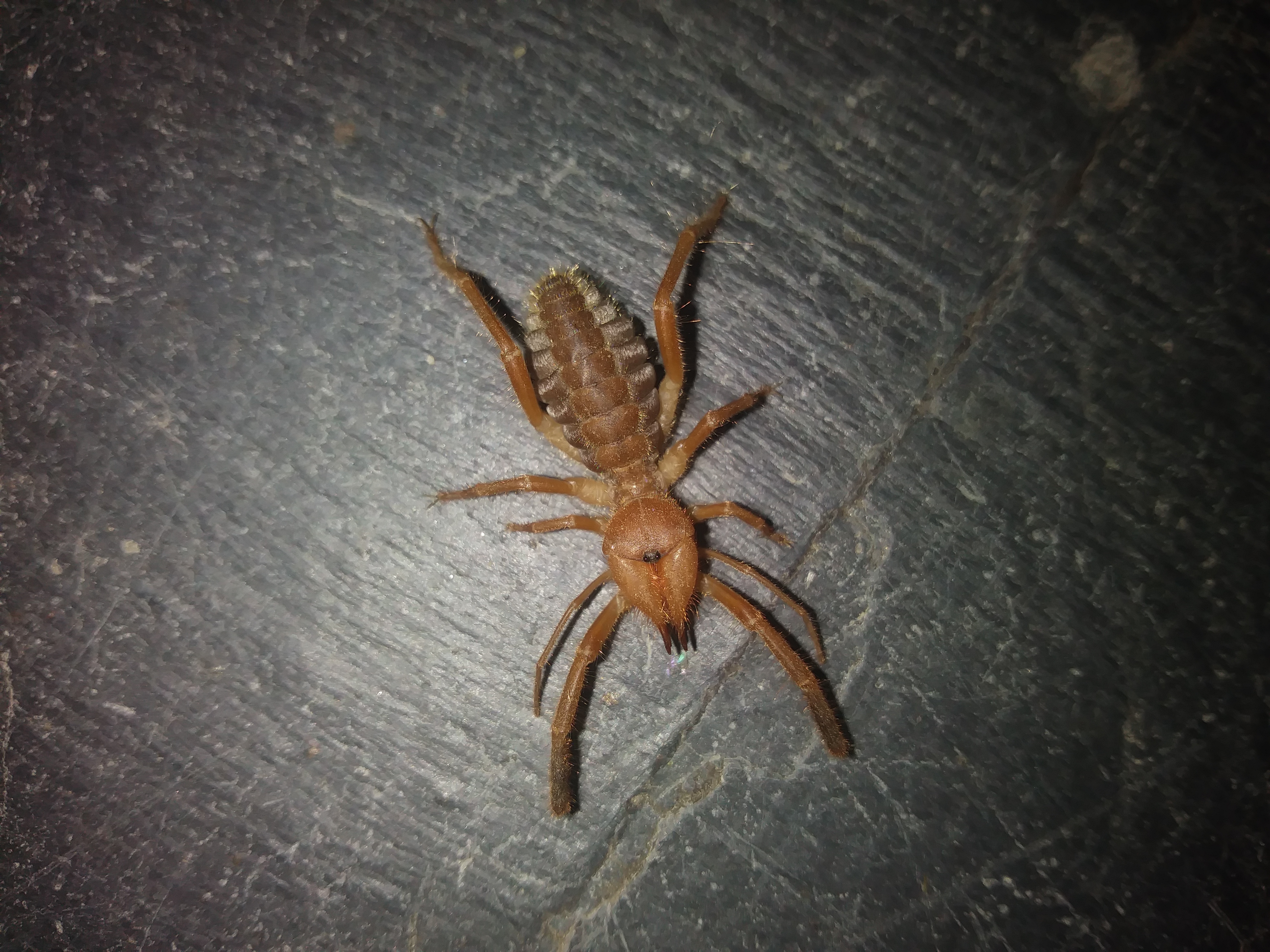 Gluvia dorsalis, Solífugo España