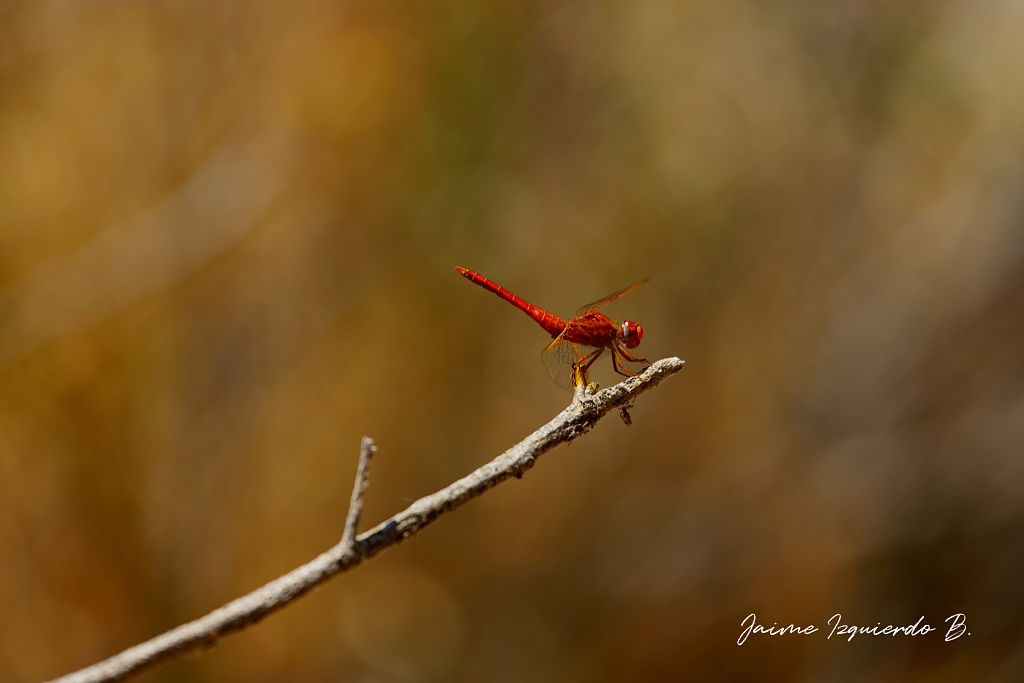 Crocothemis erythraea
