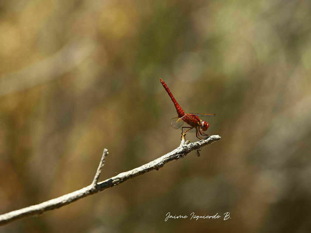 Crocothemis erythraea, libélula escarlata
