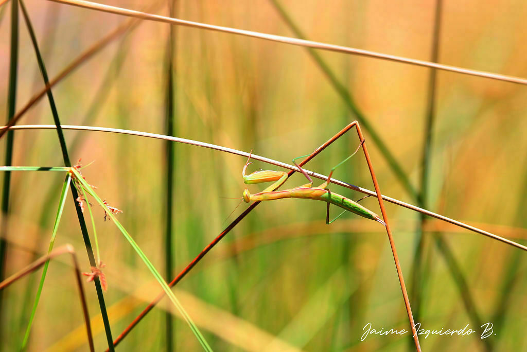 mantis religiosa