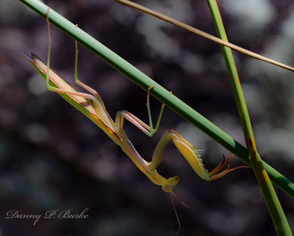 mantis religiosa, santateresa