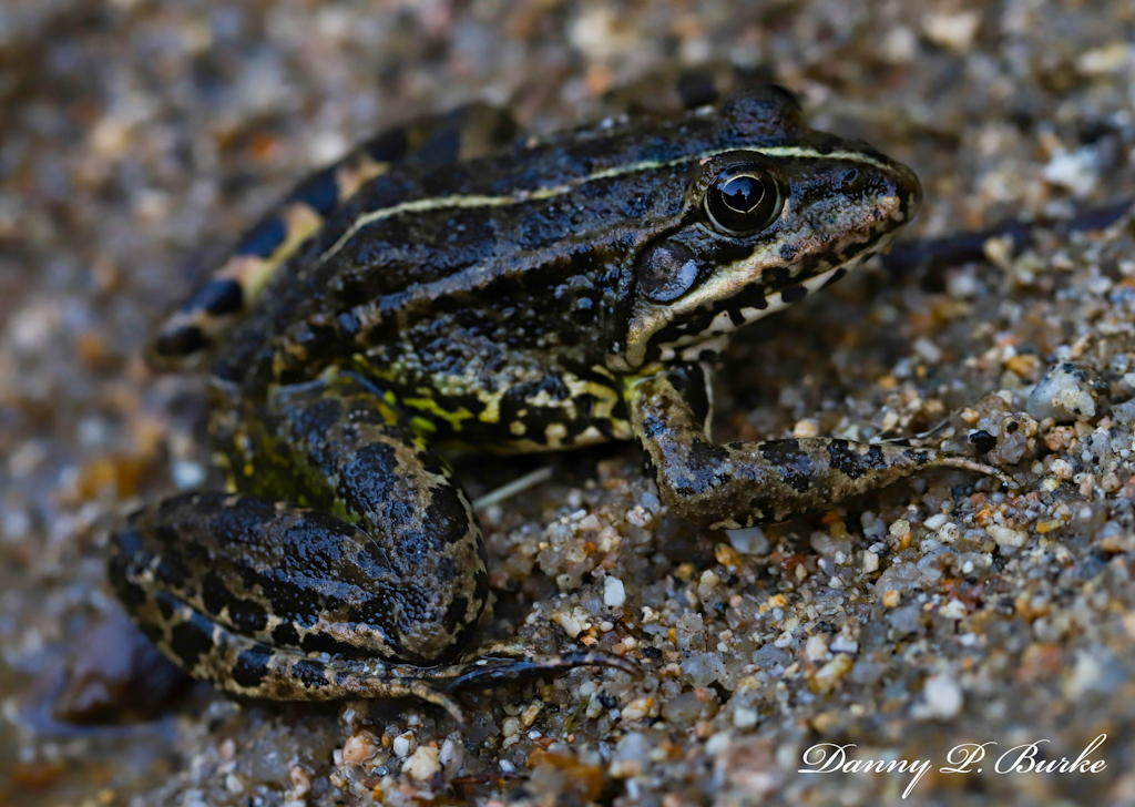 Pelophylax perezi