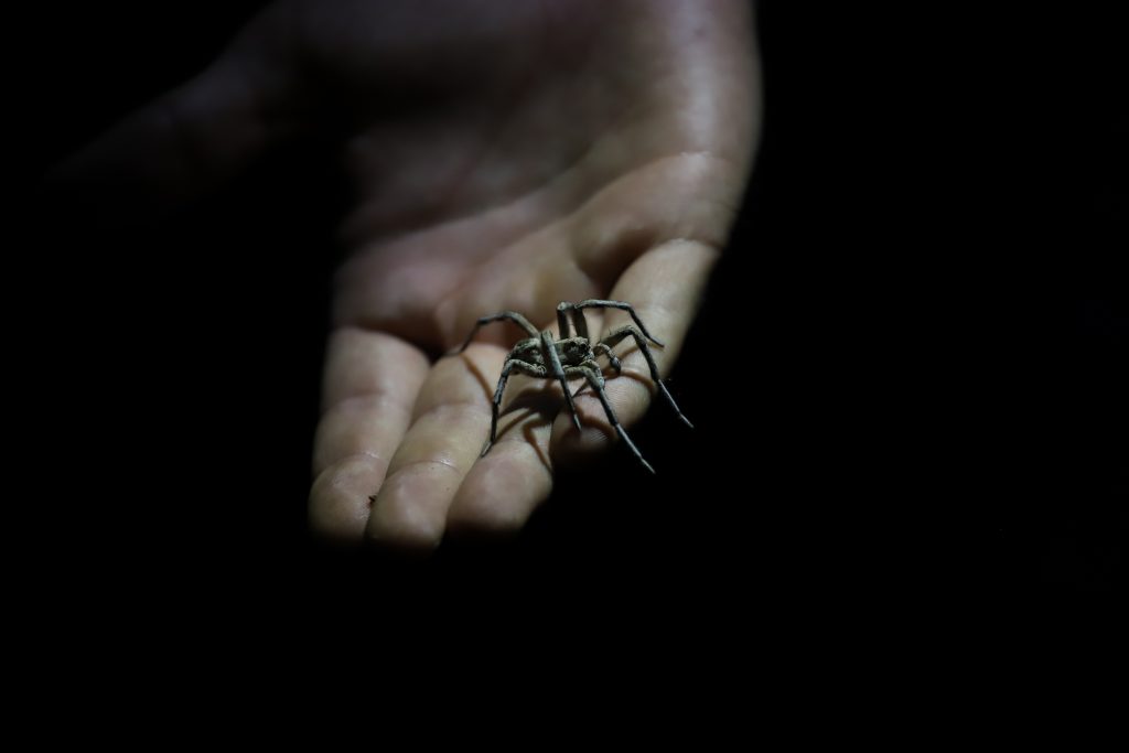 araña lobo, lycosa tarantula