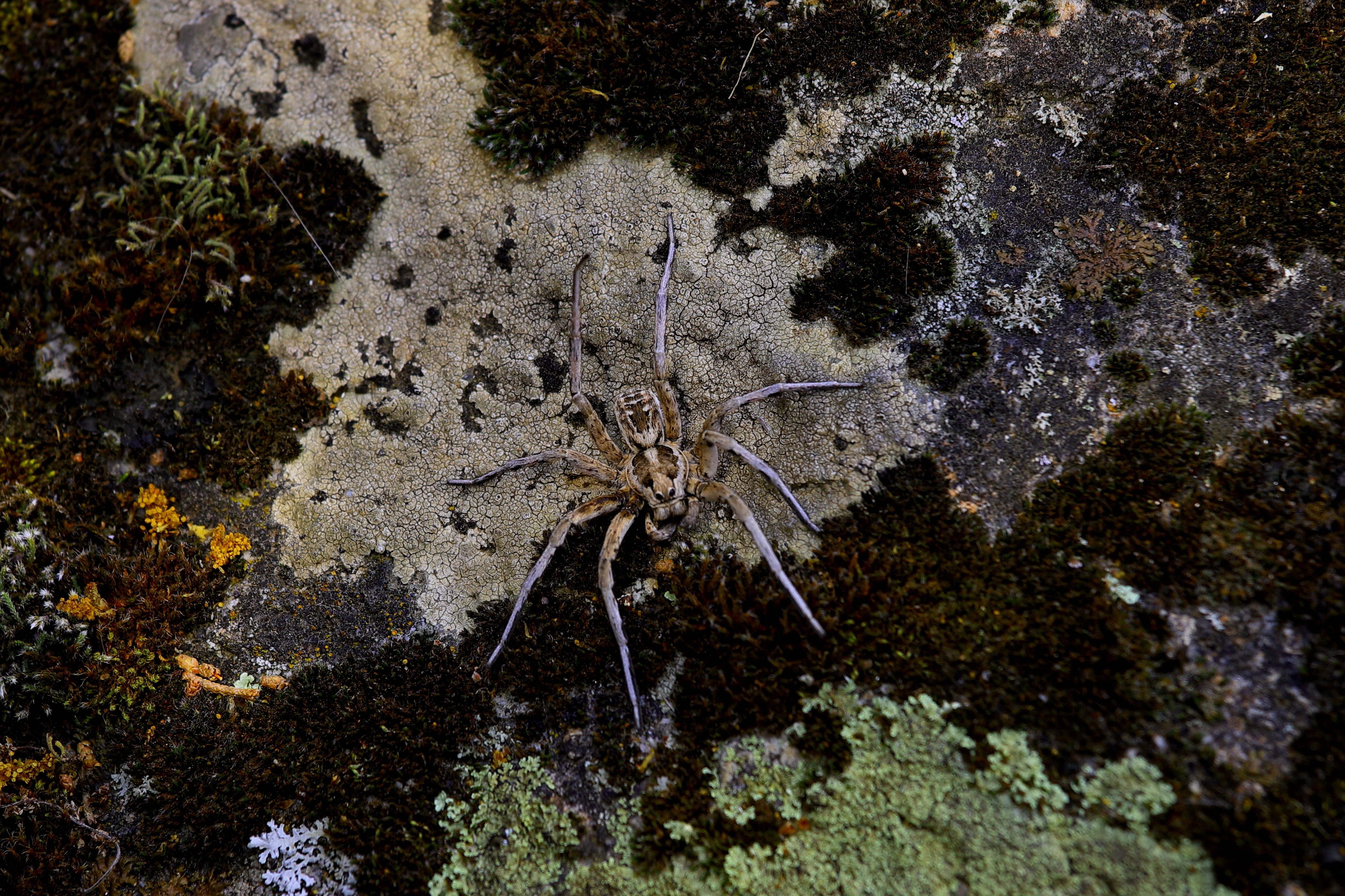 Araña Lobo