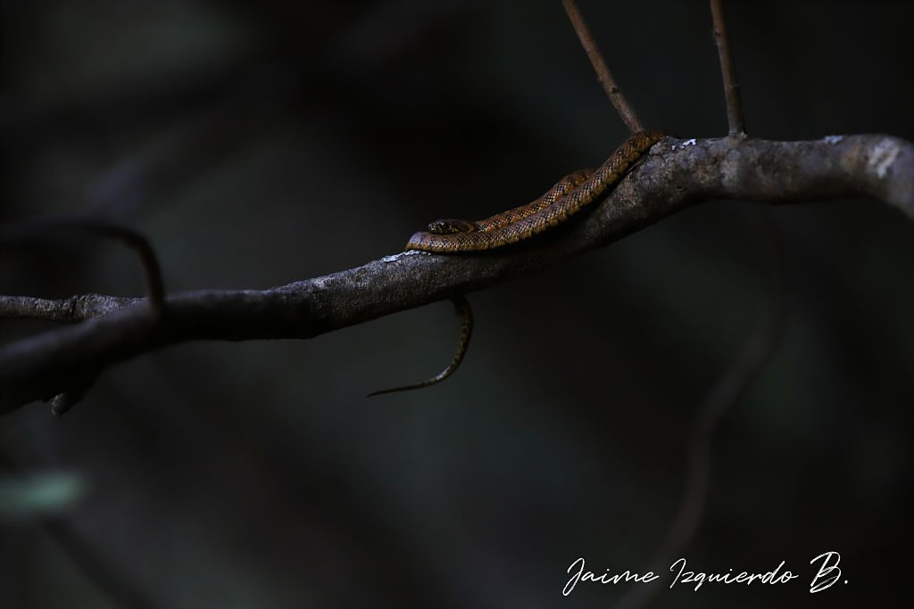 culebra viperina, natrix maura