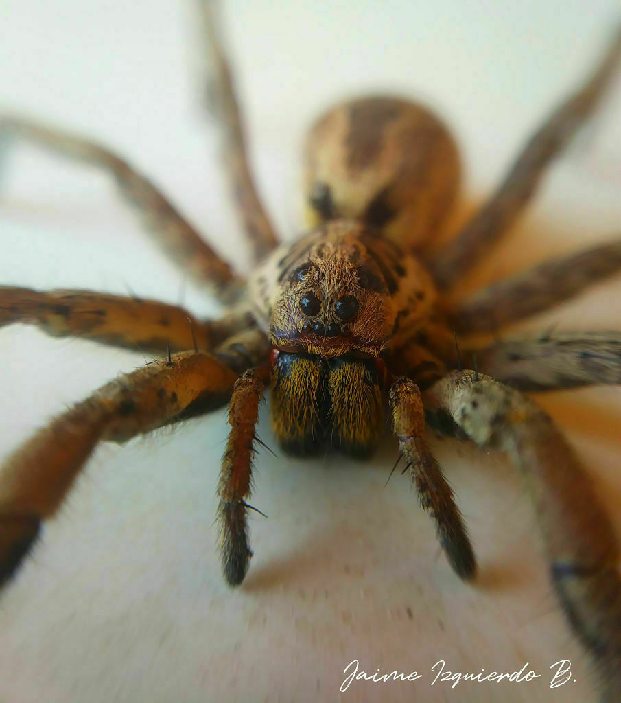 hogna radiata