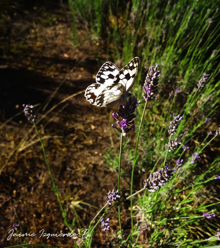 melanargia lachesis