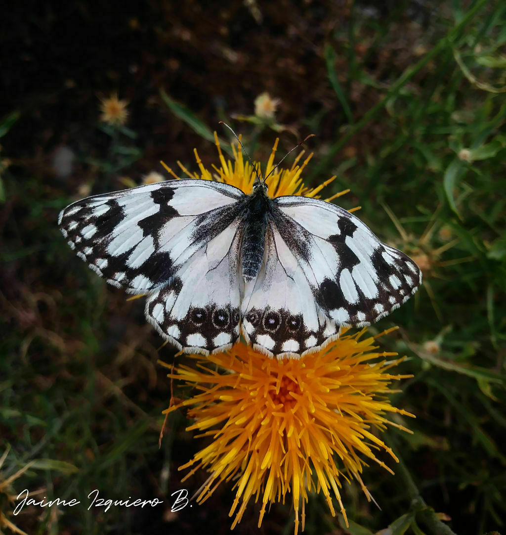 melagarnia lachesis