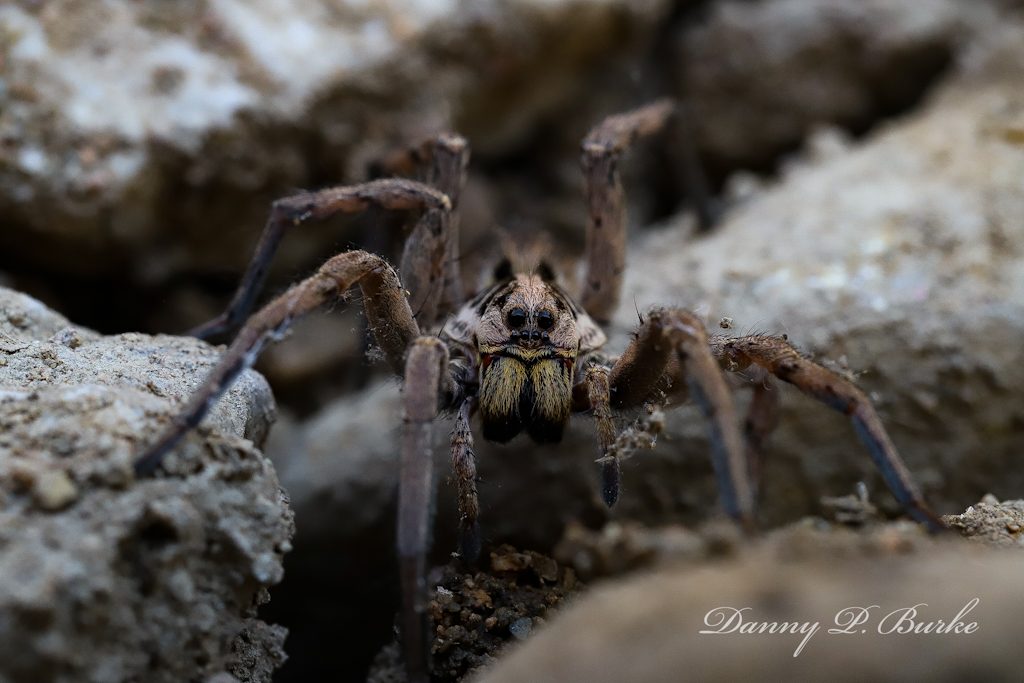 araña lobo radiada