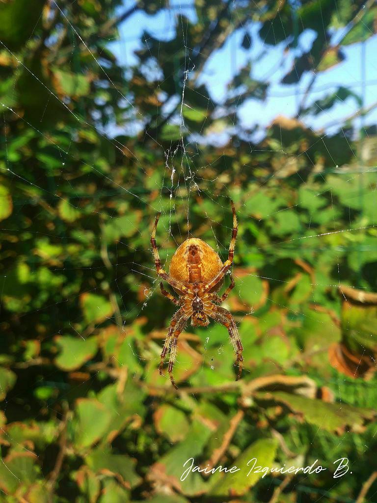 araña de la cruz