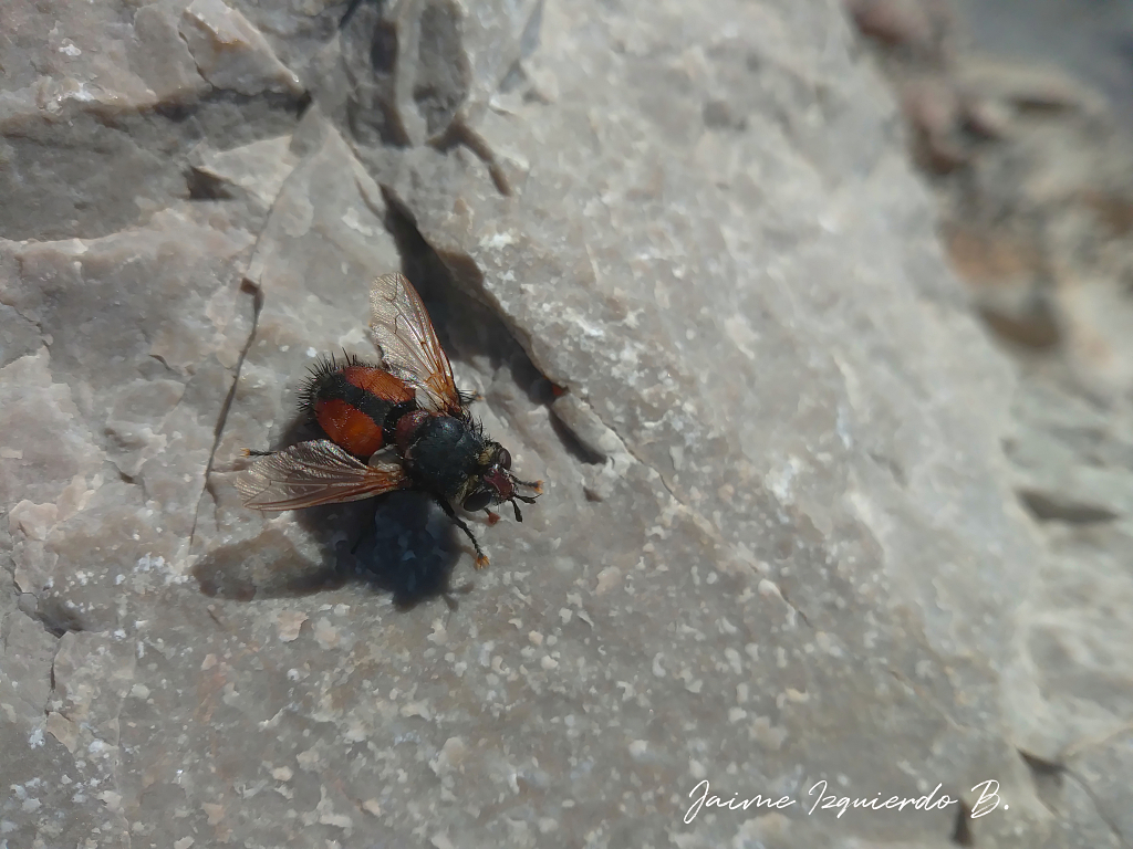 tachina fera