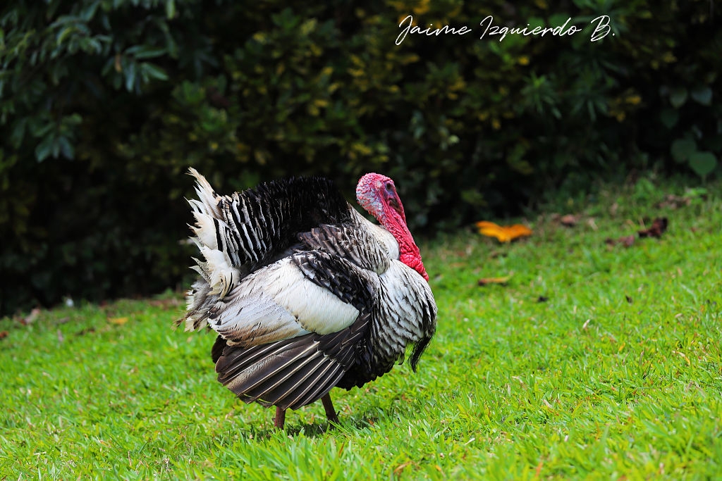 pavo salvaje