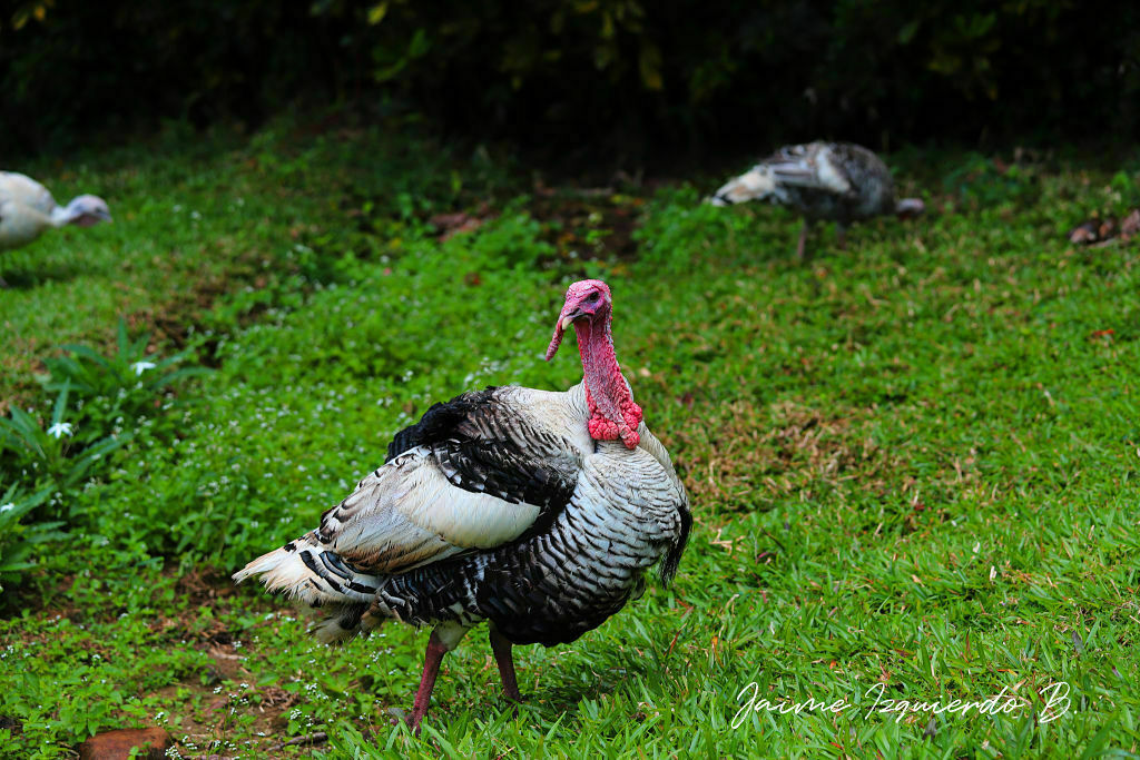 meleagris gallopavo, pavo doméstico