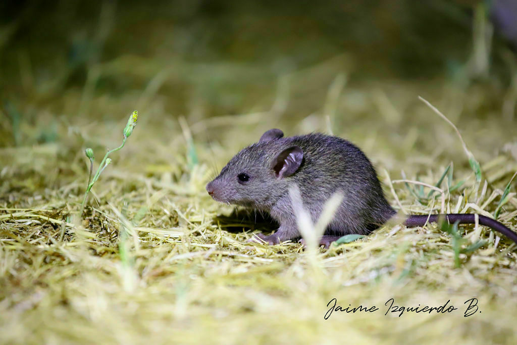 mus musculus, ratón casero