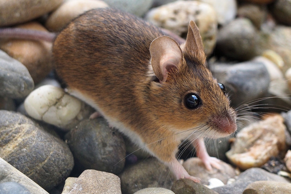 Apodemus sylvaticus