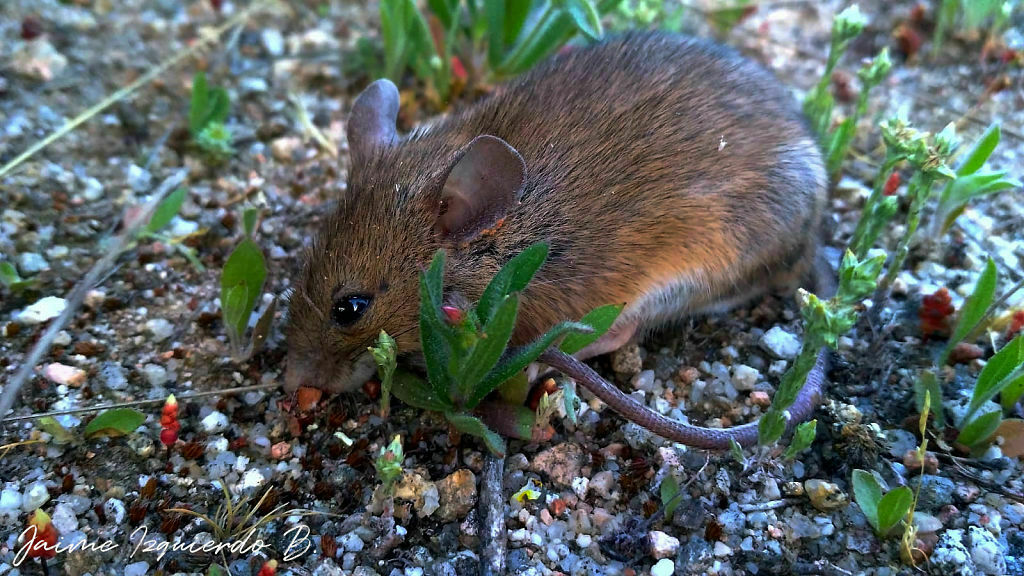raton de campo