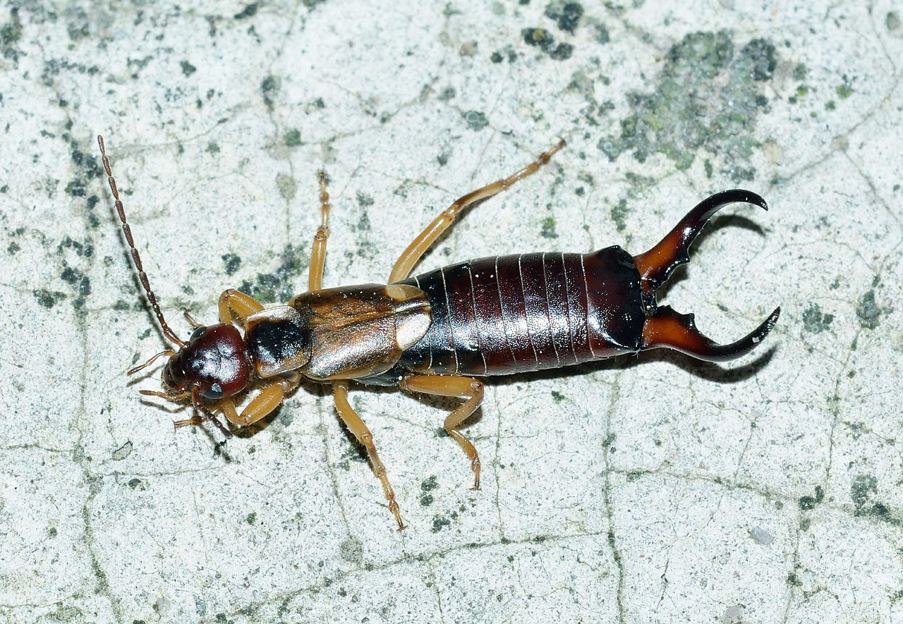 forficula auricularia