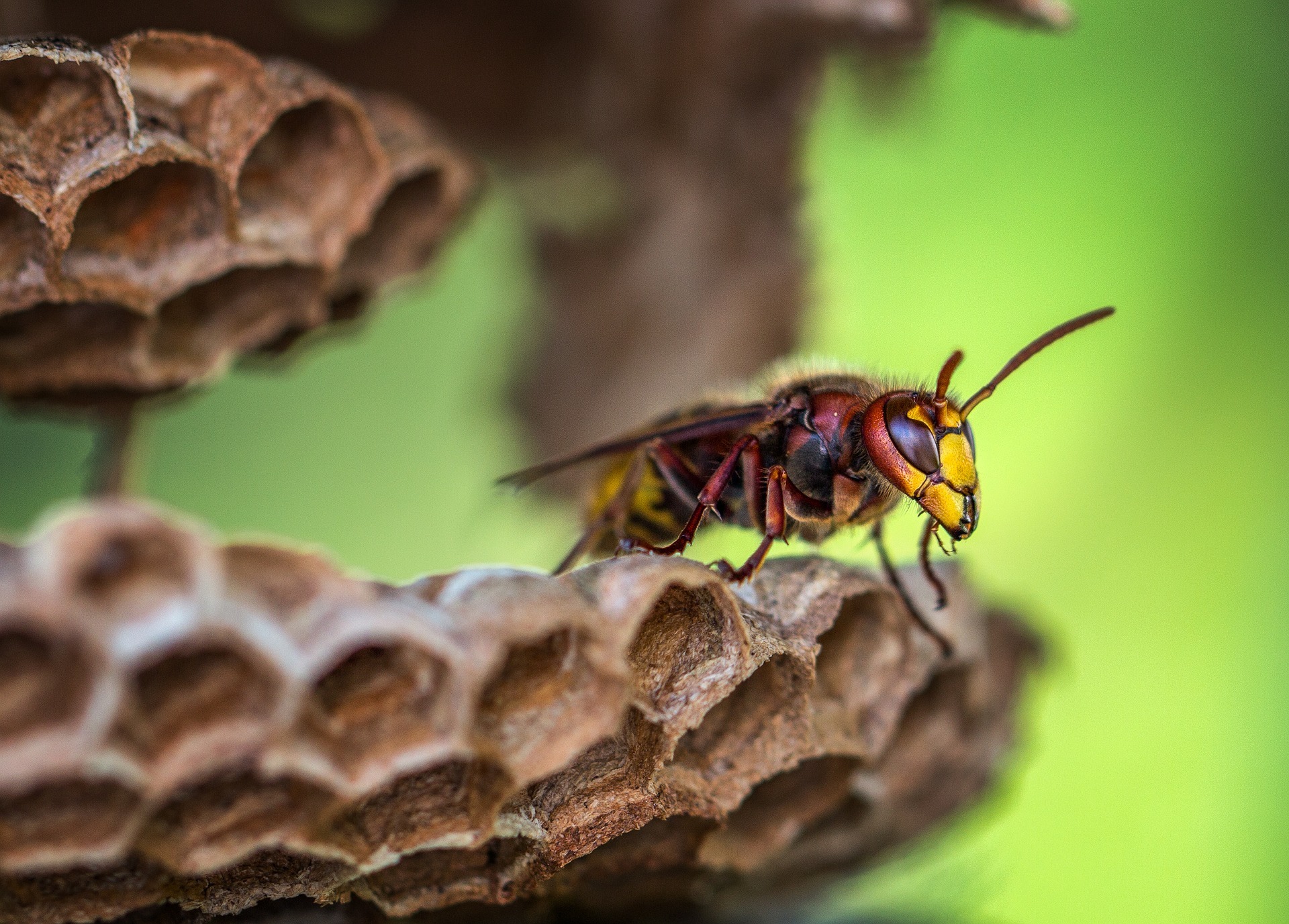 vespa crabro, avispón