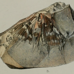 aglossata