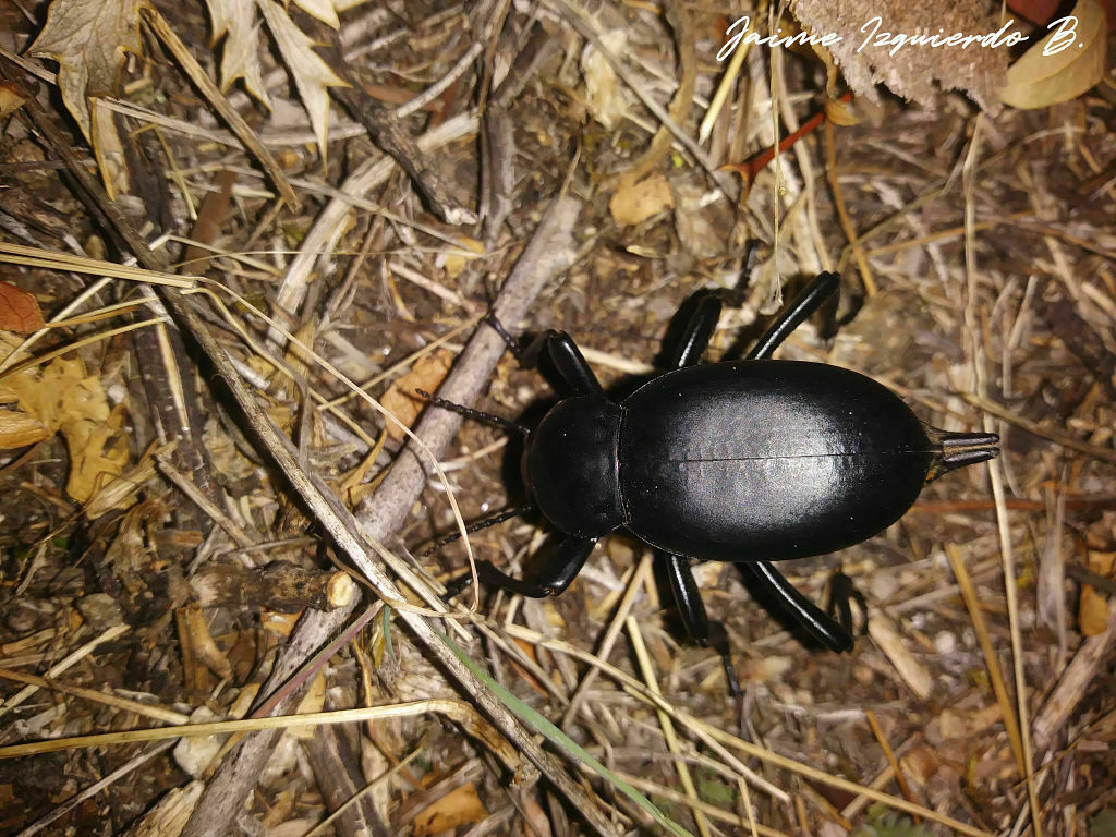 blaps lusitanica