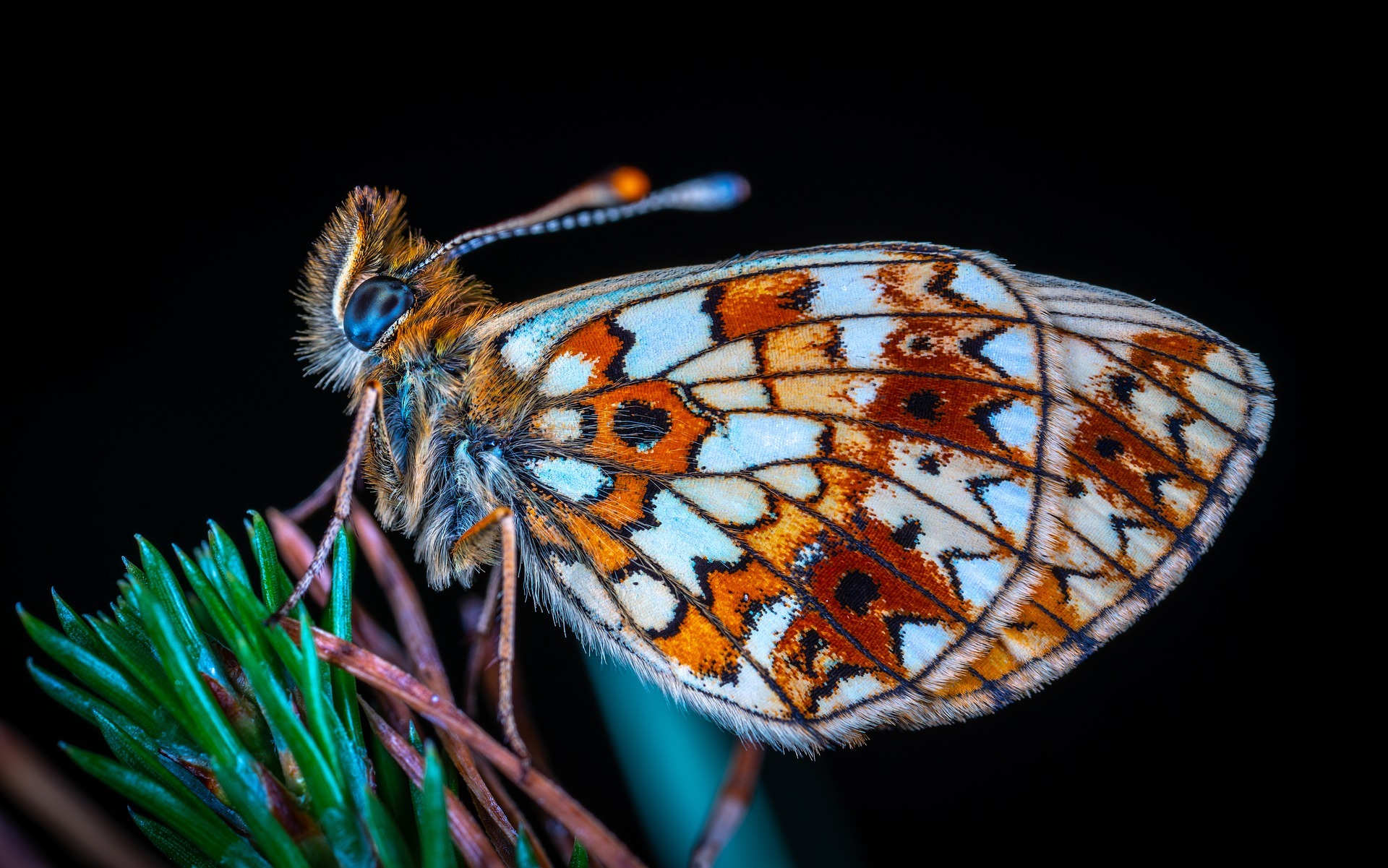 lepidopteros, lepidoptera