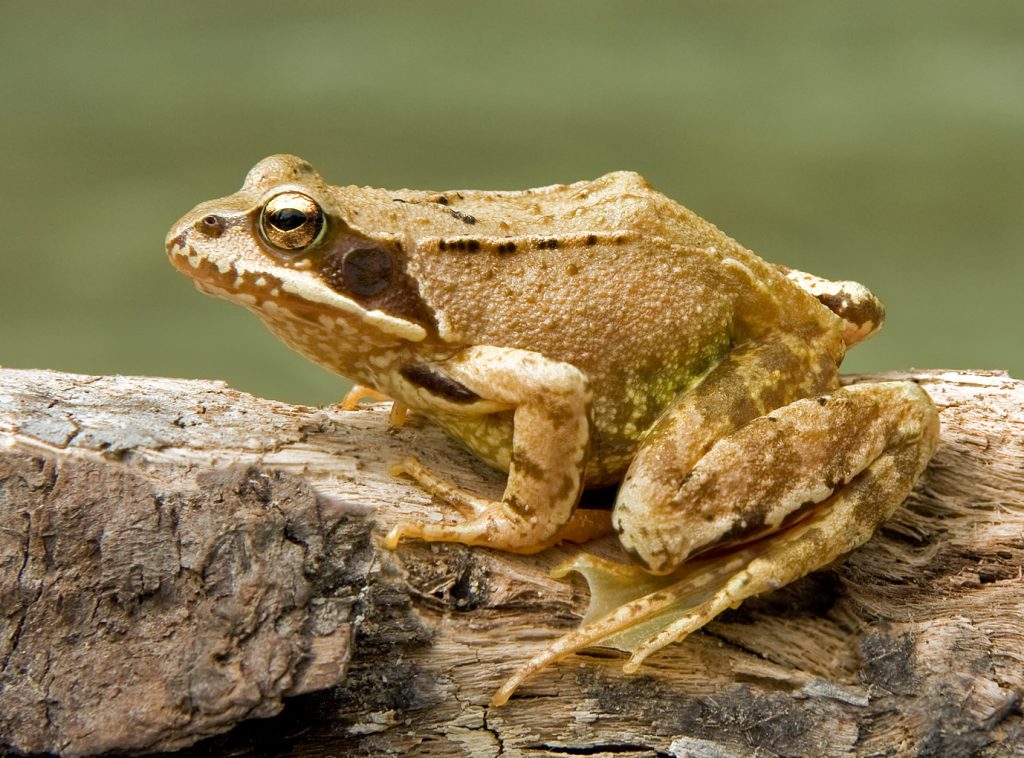 rana temporaria