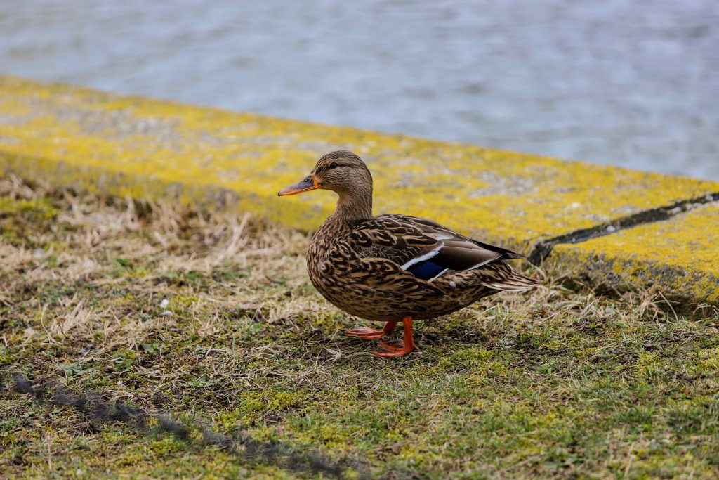 Anas platyrhynchos hembra