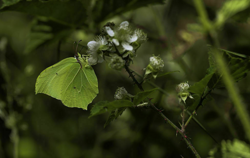mariposa limonera