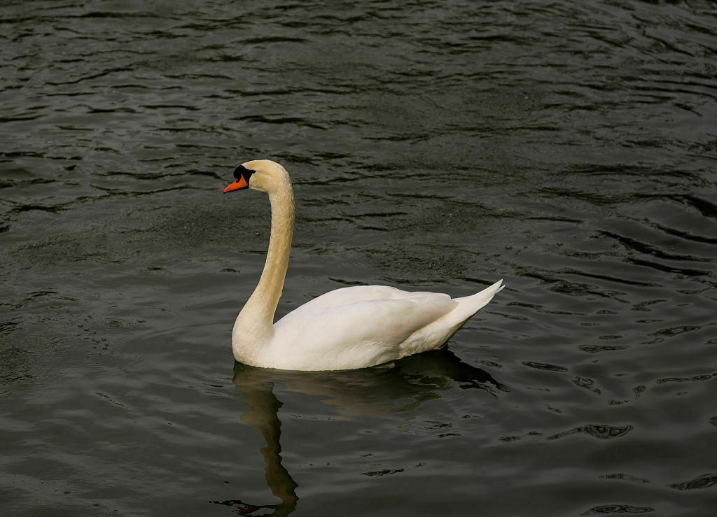 cisne vulgar o blanco