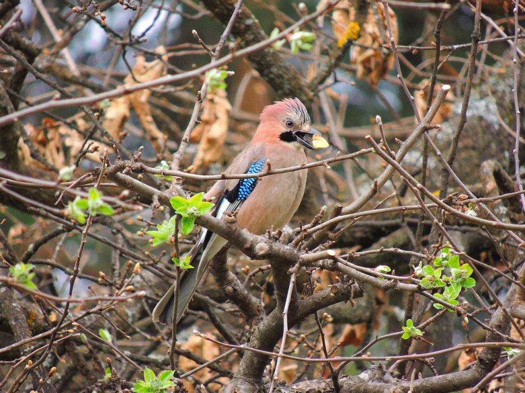 garrulus glandarius