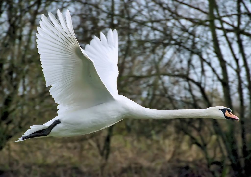 cygnus olor volando