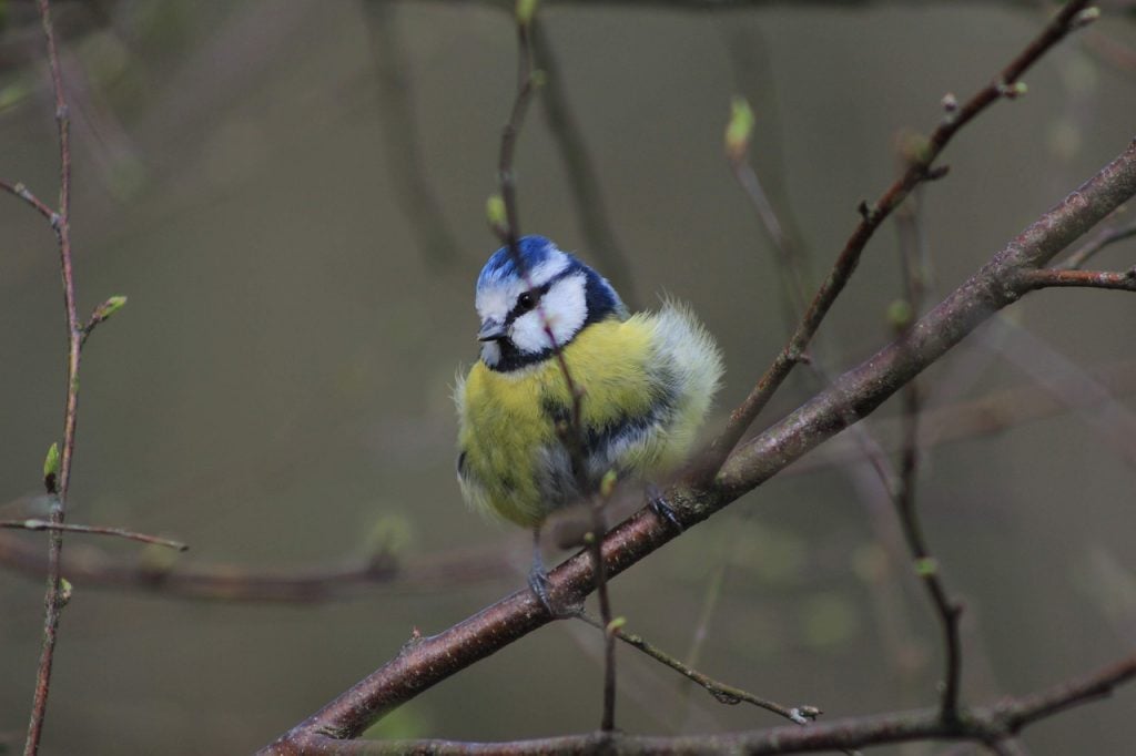 parus major